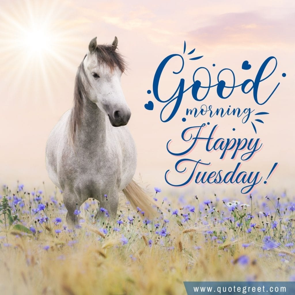 happy-tuesday-good-morning-horse-images-cute-beautiful-nature-image-pic-gud-picture-photo-pony