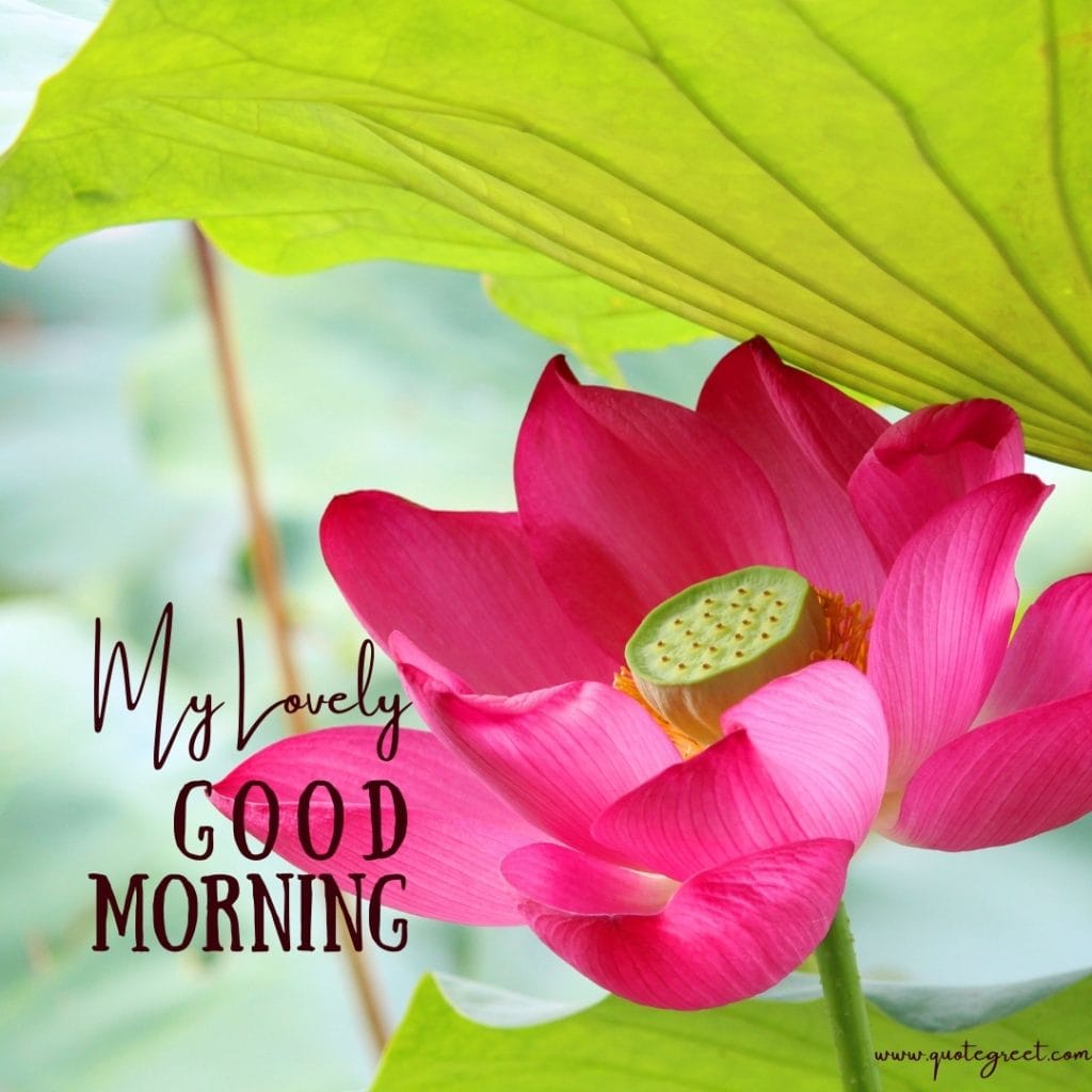 good-moring-pink-lotus-flower-images-my-lovely-hd-beautiful-bloom-sweet-nature-cute-new-special-pic-gud-goodmorning-image-pictures-photo