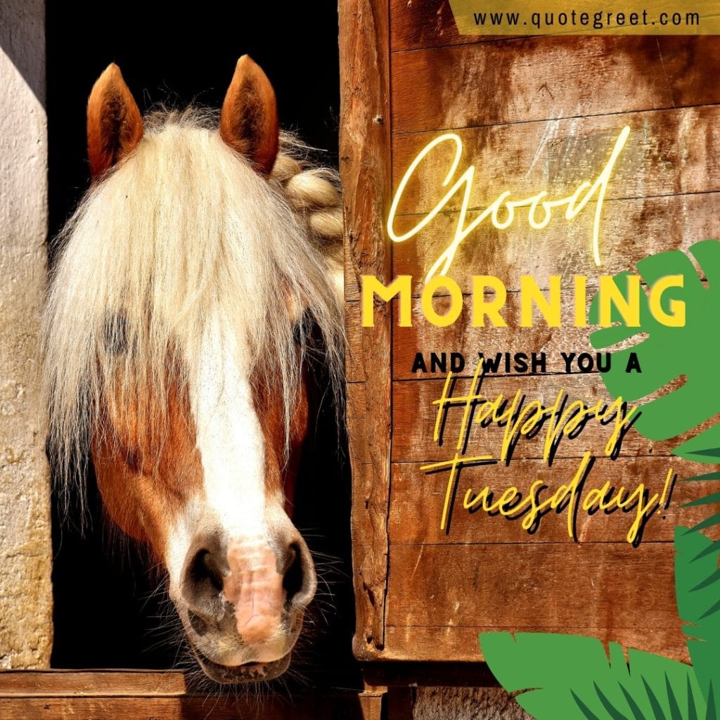 happy-tuesday-good-morning-horse-images-stable-pony-nature-image-pic-gud-picture-photo