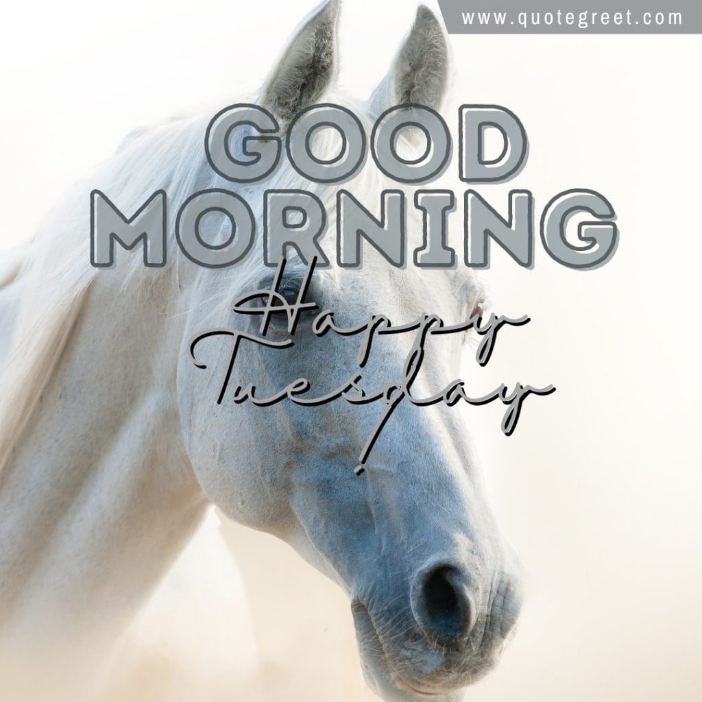 happy-tuesday-good-morning-white-horse-images-cute-beautiful-pony-nature-image-pic-gud-picture-photo