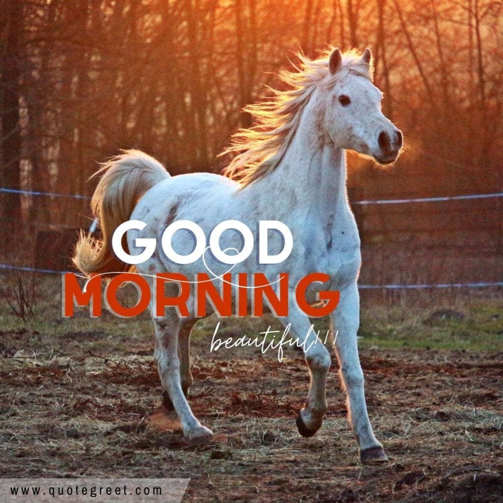 beautiful-good-morning-horses-images-nature-image-pic-gud-picture-photo