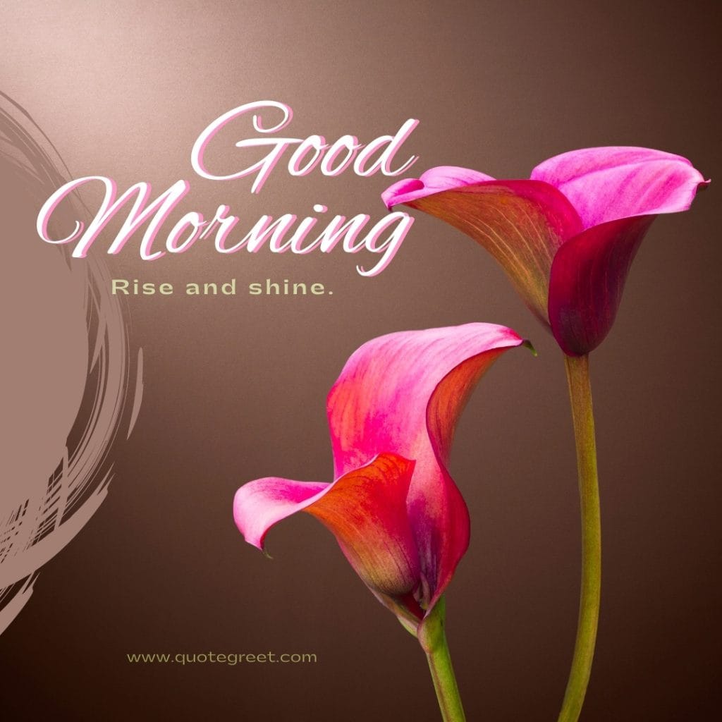 calla-lily-good-morning-rise-shine-pink-lovely-message-flowers-lilies-lillies-lilly-gud-hd-pictures-photo-image