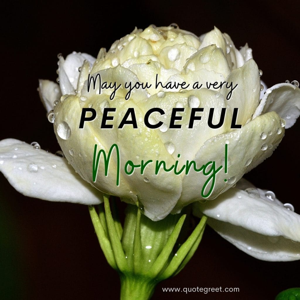 good-morning-jasmine-flower-images-mogra-flowers-quotes-wishes-messages-greetings-water-drops-raindrops-beautiful-cute-white-hd-pic-gud-image-picture-photo