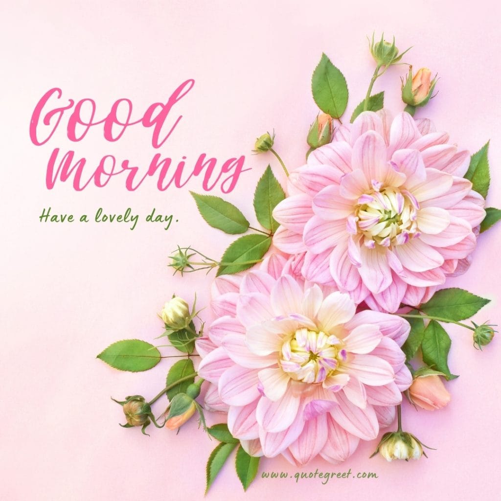 good-morning-light-pink-flowers=images-have-a-lovely-day-beautiful-lovely-hd-cute-pic-picture-image-photo