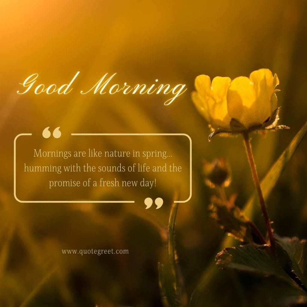 good-morning-quotes-yellow-flower-motivational-inspirational-positive-quote-unique-single-one-flowers-gud-pic-image-picture-photo