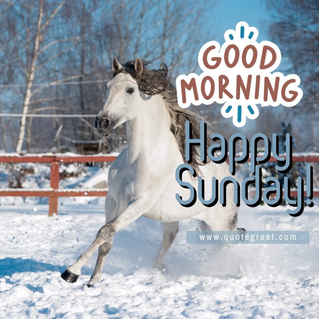 happy-sunday-good-morning-horse-white-winter-snow-cute-pony-nature-image-pic-gud-picture-photo