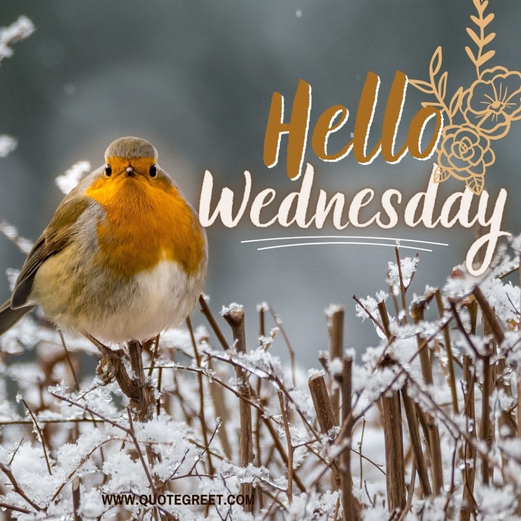 winter-bird-cute-hello-wednesday-images-snow-bird-birds-beautiful-pic-picture-image-photo