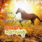 happy-sunday-good-morning-horse-sunrise-beautiful-fall-autum-nature-image-pic-gud-picture-photo-pony