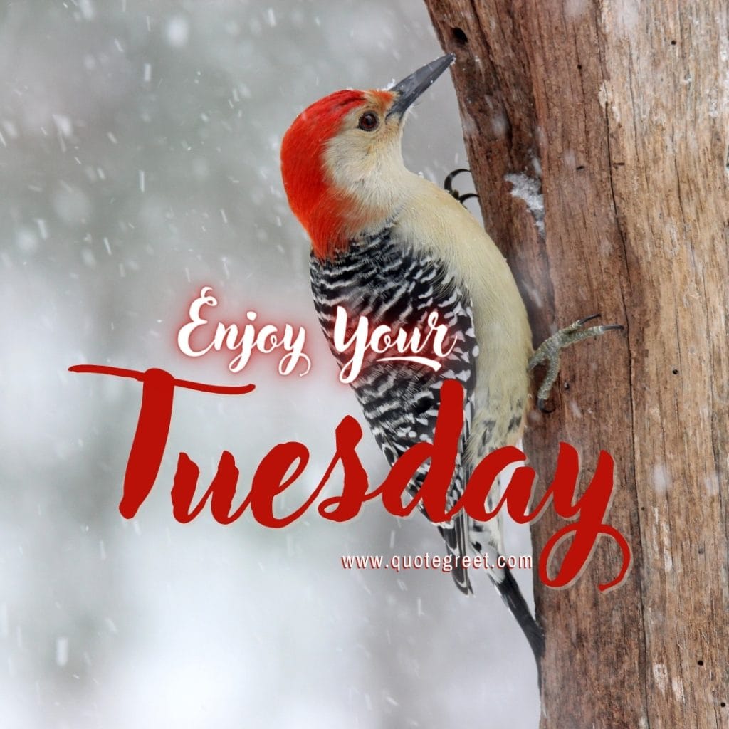 hello-tuesday-winter-bird-snow-enjoy-cute-beautiful-pic-picture-image-photo