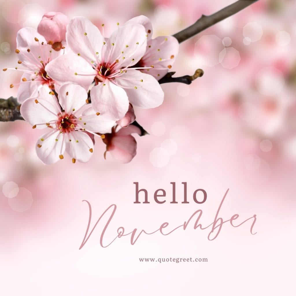 pink-hello-november-images-cherryblossoms-cherry-blossom-flowers-cute-beautiful-pretty-girly