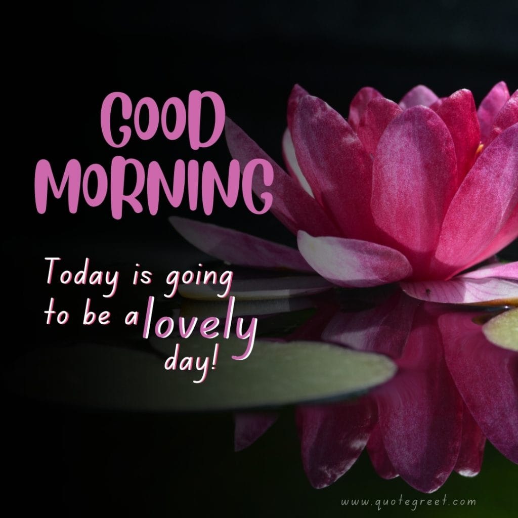 good-morning-water-lily-pink-images-quotes-positive-inspirational-motivational-quote-beautiful-cute-pretty-flower-single-one-lilies-lillies-lilly-gud-hd-pictures-photo-image