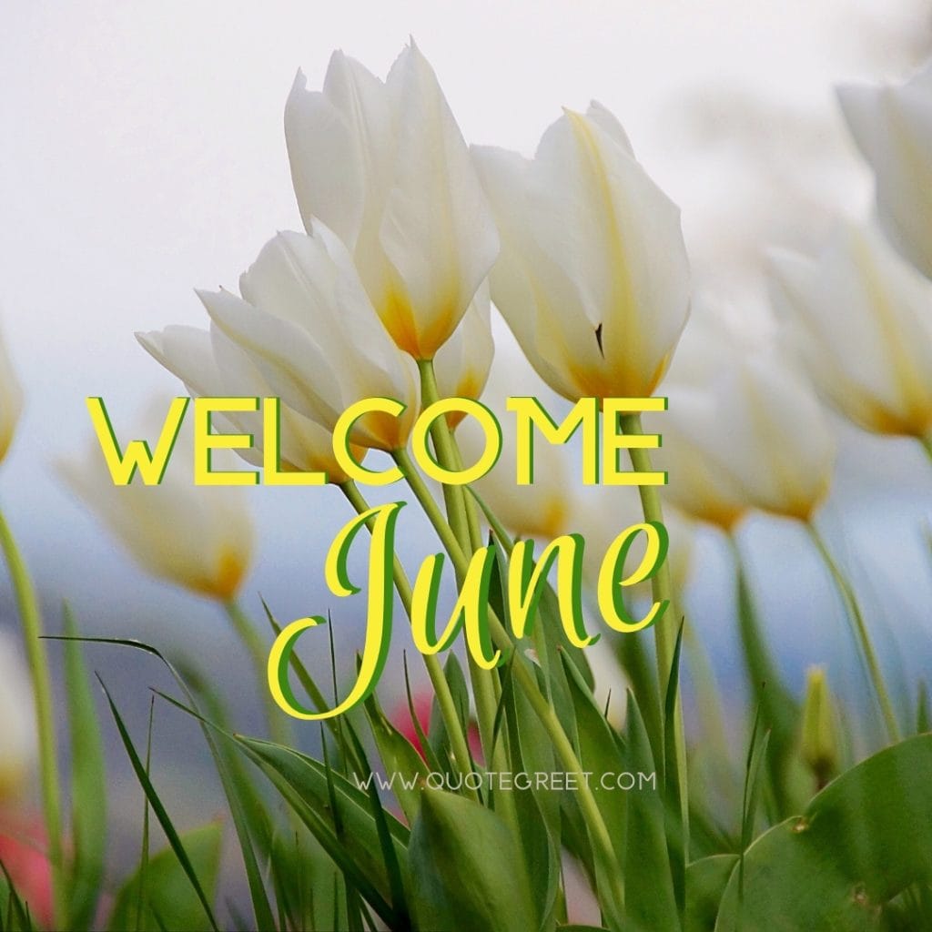 welcome-june-images-white-flower-garden-tulips-pic-image-picture-photo-hd