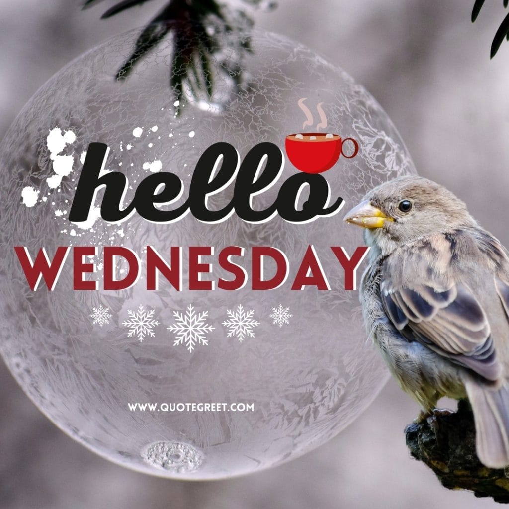 cute-snowflakes-hello-wednesday-images-bird-pic-picture-image-photo