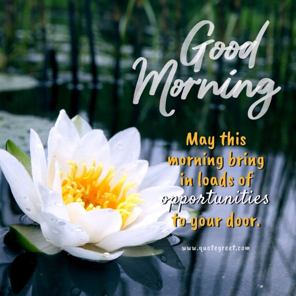 good-morning-water-lily-white-images-single-flower-blessing-wishes-lilies-lillies-lilly-gud-hd-pictures-photo-image