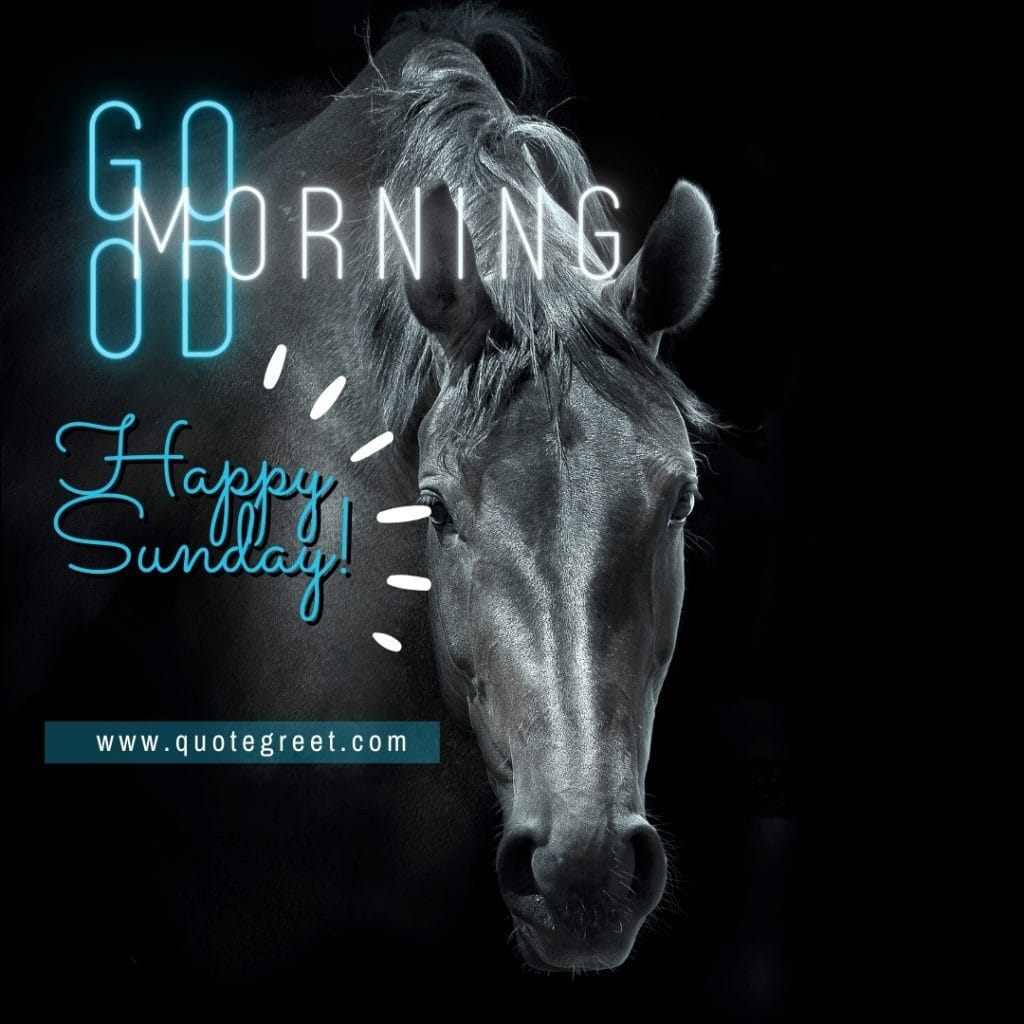 happy-sunday-good-morning-horse-black-stallion-aesthetic-nature-image-pic-gud-picture-photo