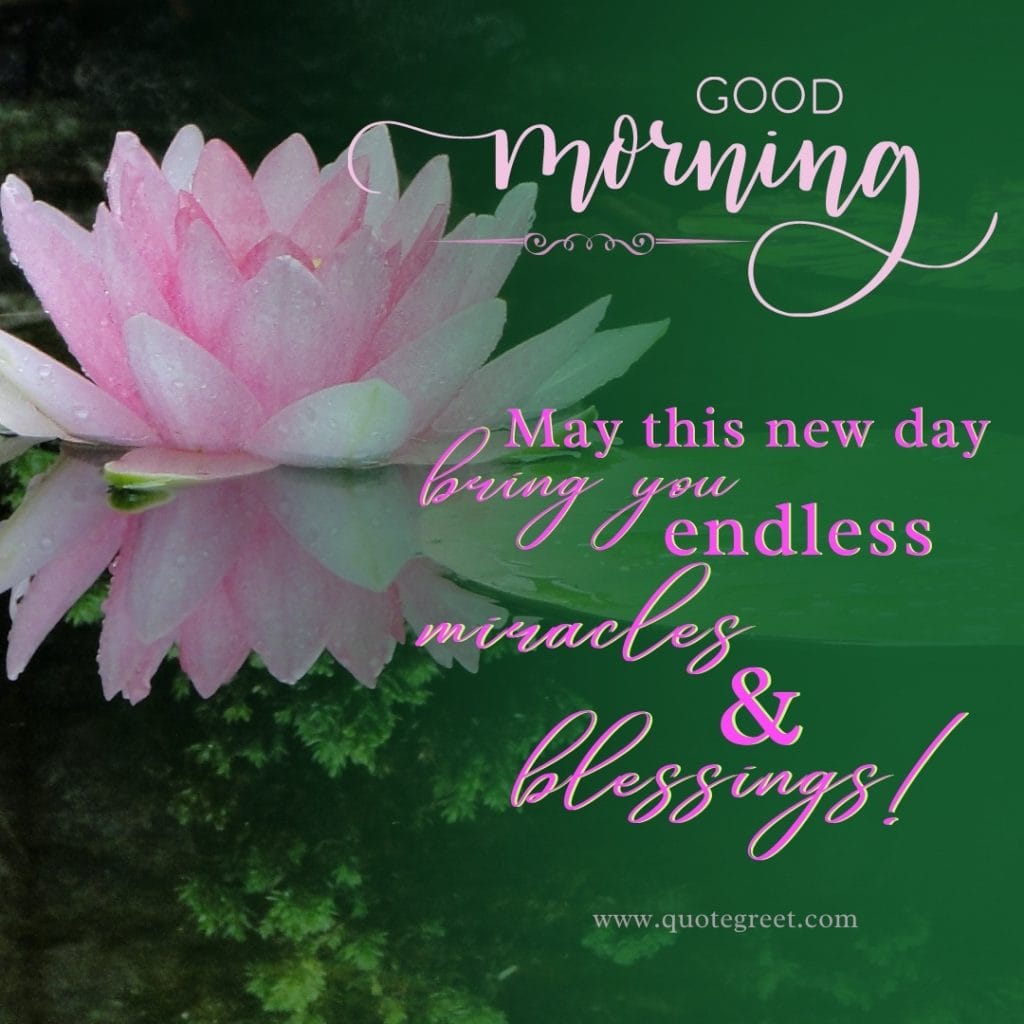 good-morning-water-lily-pink-images-wishes-messages-flower-one-single-lilies-lillies-lilly-gud-hd-pictures-photo-image