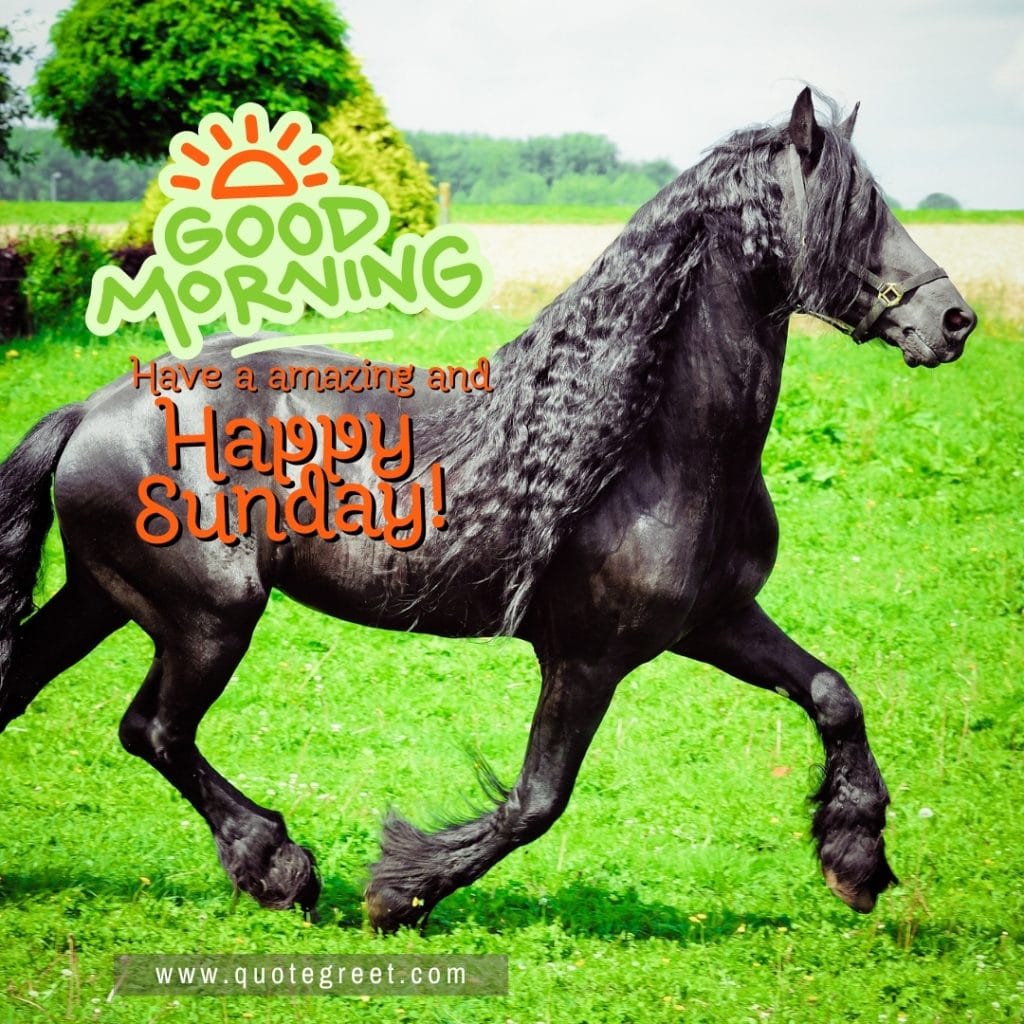 happy-sunday-good-morning-horse-black-stallion-cute-nature-image-pic-gud-picture-photo