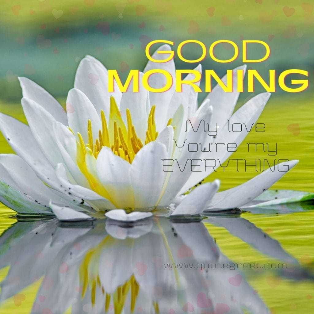 good-morning-water-lily-white-images-single-you-are-my-everything-love-romantic-messages-lilies-lillies-lilly-gud-hd-pictures-photo-image