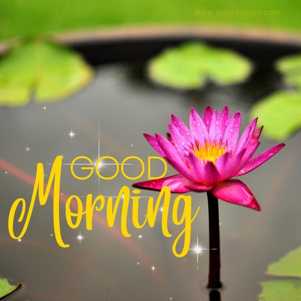 good-morning-pink-lotus-flower-hd-images-raindrops-water-drops-dew-beautiful-bloom-sweet-nature-cute-new-special-hd-pic-gud-goodmorning-image-pictures-photo