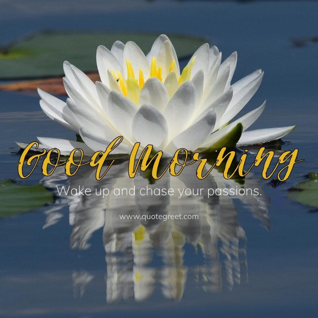 good-morning-water-lily-white-images-quotes-positive-inspirational-motivational-quote-single-flower-beautiful-cute-pretty-lilies-lillies-lilly-gud-hd-pictures-photo-image