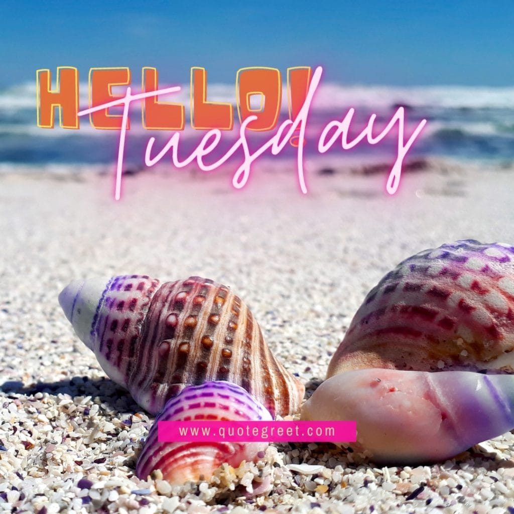 hello-tuesday-beach-seashells-beautiful-cute-nature-natural-pic-picture-image-photo