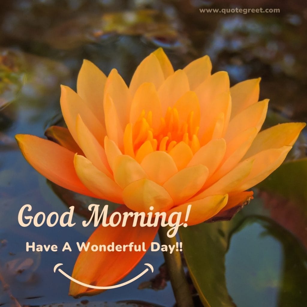 good-morning-yellow-lotus-flower-hd-images-water-beautiful-bloom-sweet-nature-cute-new-special-pic-gud-goodmorning-image-pictures-photo