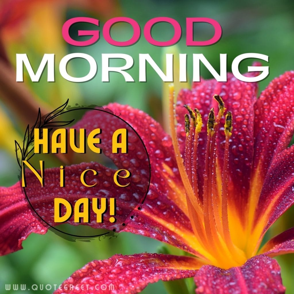 good-morning-red-stargazer-lily-images-wishes-messages-flower-single-raindrops-water-drops-lilies-lillies-lilly-gud-hd-pictures-photo-image