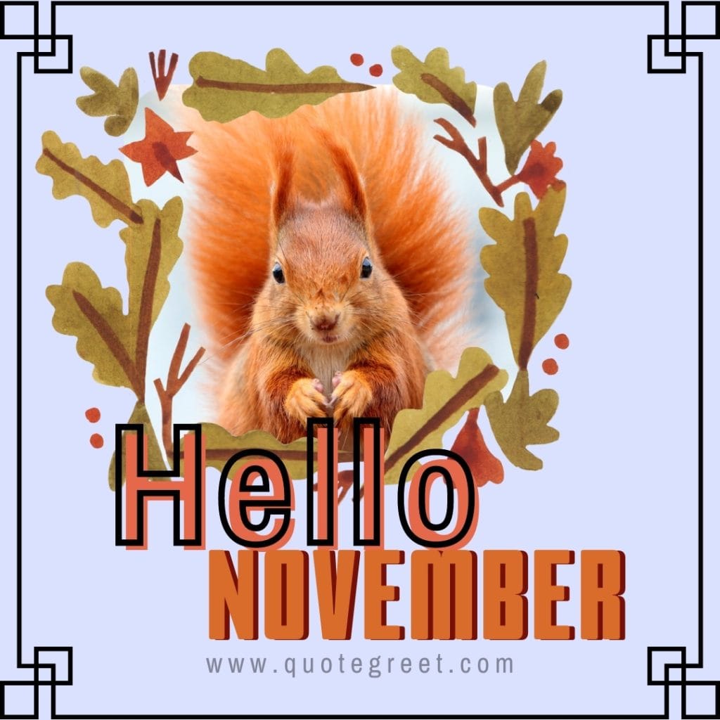 hello-november-images-squirrel-modern-cute-beautiful-pretty