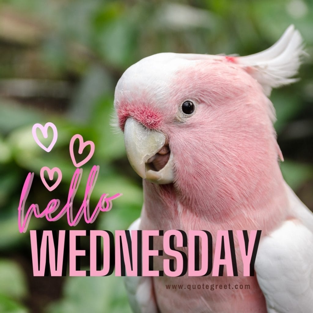 hello-wednesday-images-pink-parrot-cute-hearts-nature-birds-pic-picture-image-photo