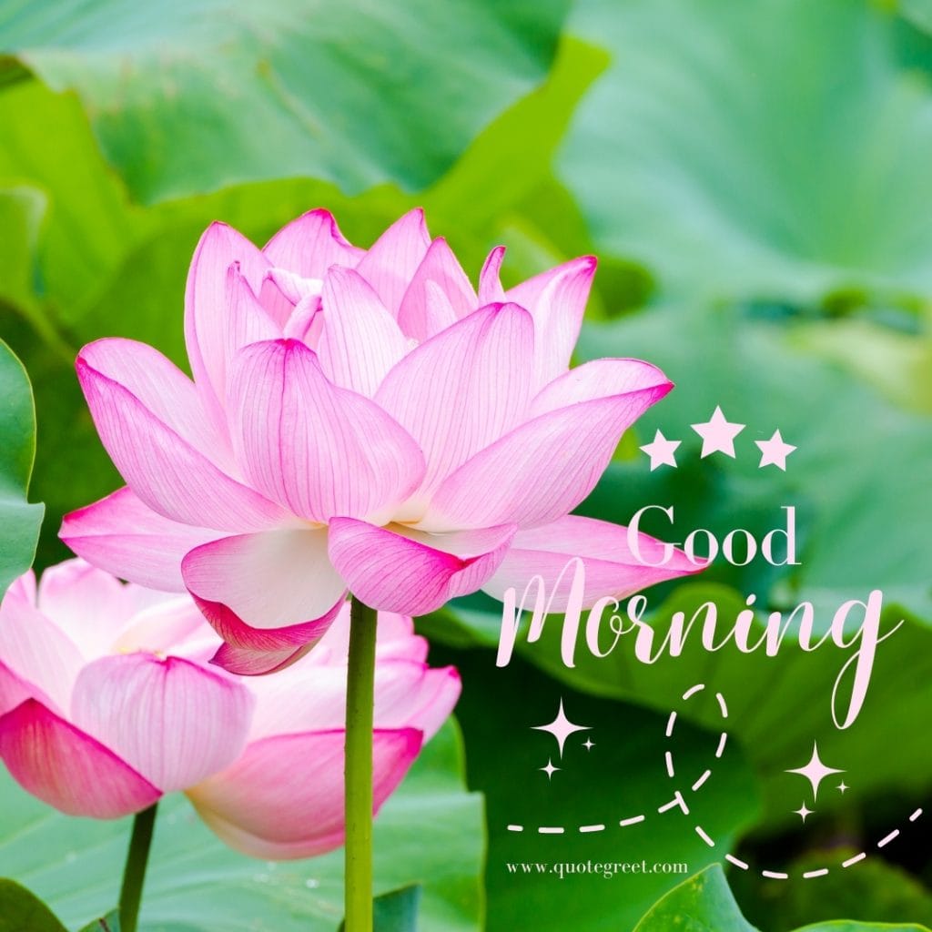 good-moring-pink-lotus-flower-images-flowers-beautiful-bloom-sweet-nature-cute-new-special-hd-pic-gud-goodmorning-image-pictures-photo