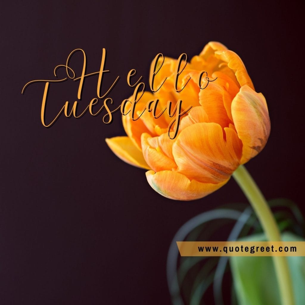 yellow-flower-image-hello-tuesday-one-single-pic-picture-image-photo