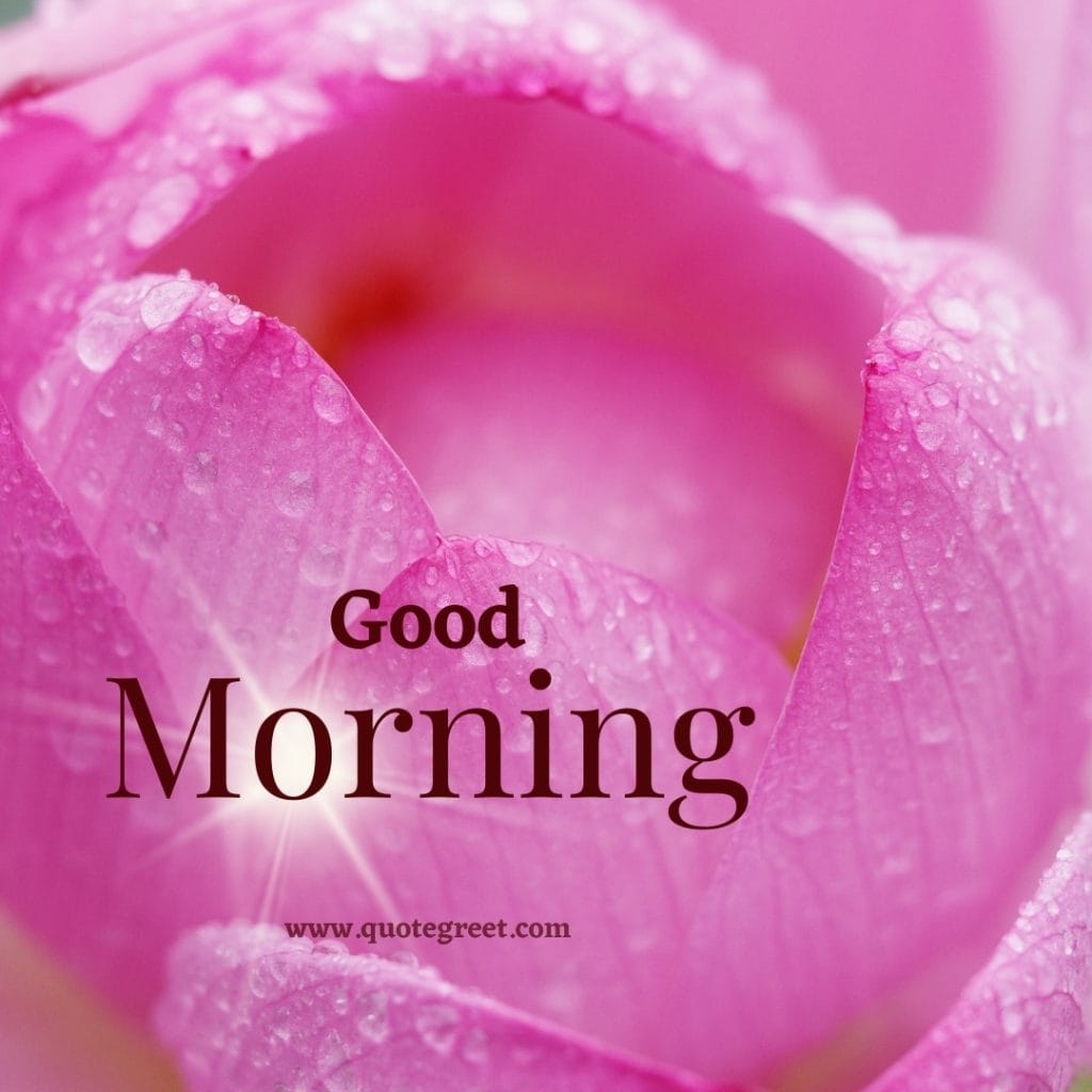 good-morning-pink-lotus-flower-hd-images-raindrops-water-drops-beautiful-bloom-sweet-nature-cute-new-special-pic-gud-goodmorning-image-pictures-photo