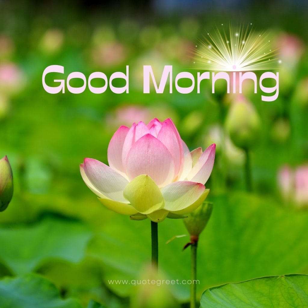 good-morning-pink-lotus-flower-hd-images-beautiful-bloom-sweet-nature-cute-new-special-pic-gud-goodmorning-image-pictures-photo