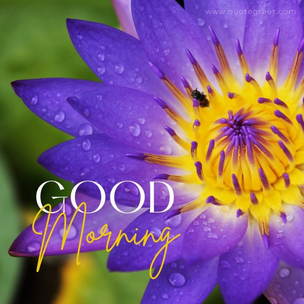 good-morning-blue-lotus-flower-hd-images-raindrops-water-drops-dew-beautiful-bloom-sweet-nature-cute-new-special-hd-pic-gud-goodmorning-image-pictures-photo