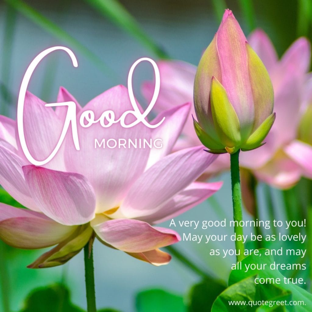 good-morning-pink-lotus-flower-hd-images-beautiful-bloom-sweet-nature-cute-new-special-hd-pic-gud-goodmorning-image-pictures-photo