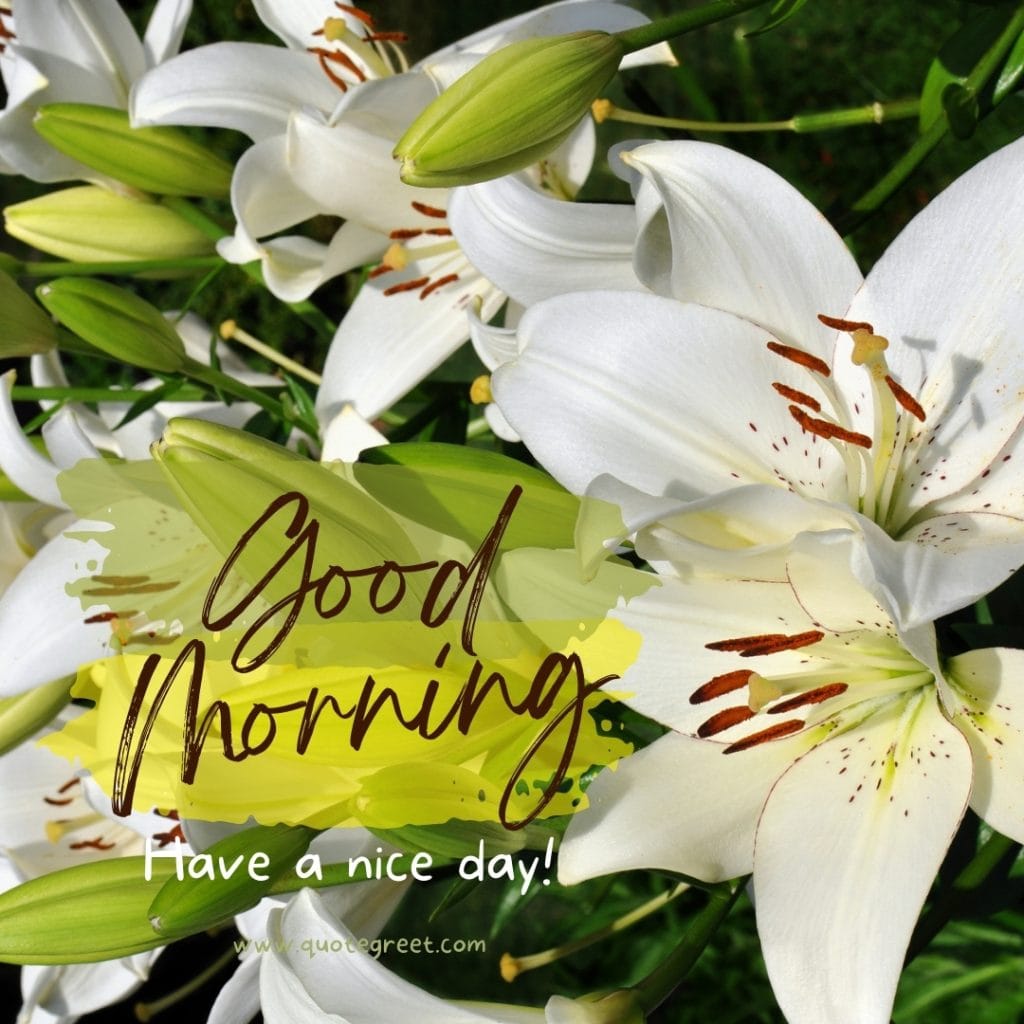 good-morning-white-lily-images-flower-flowers-have-a-nice-day-lilies-lillies-lilly-gud-hd-pictures-photo-image