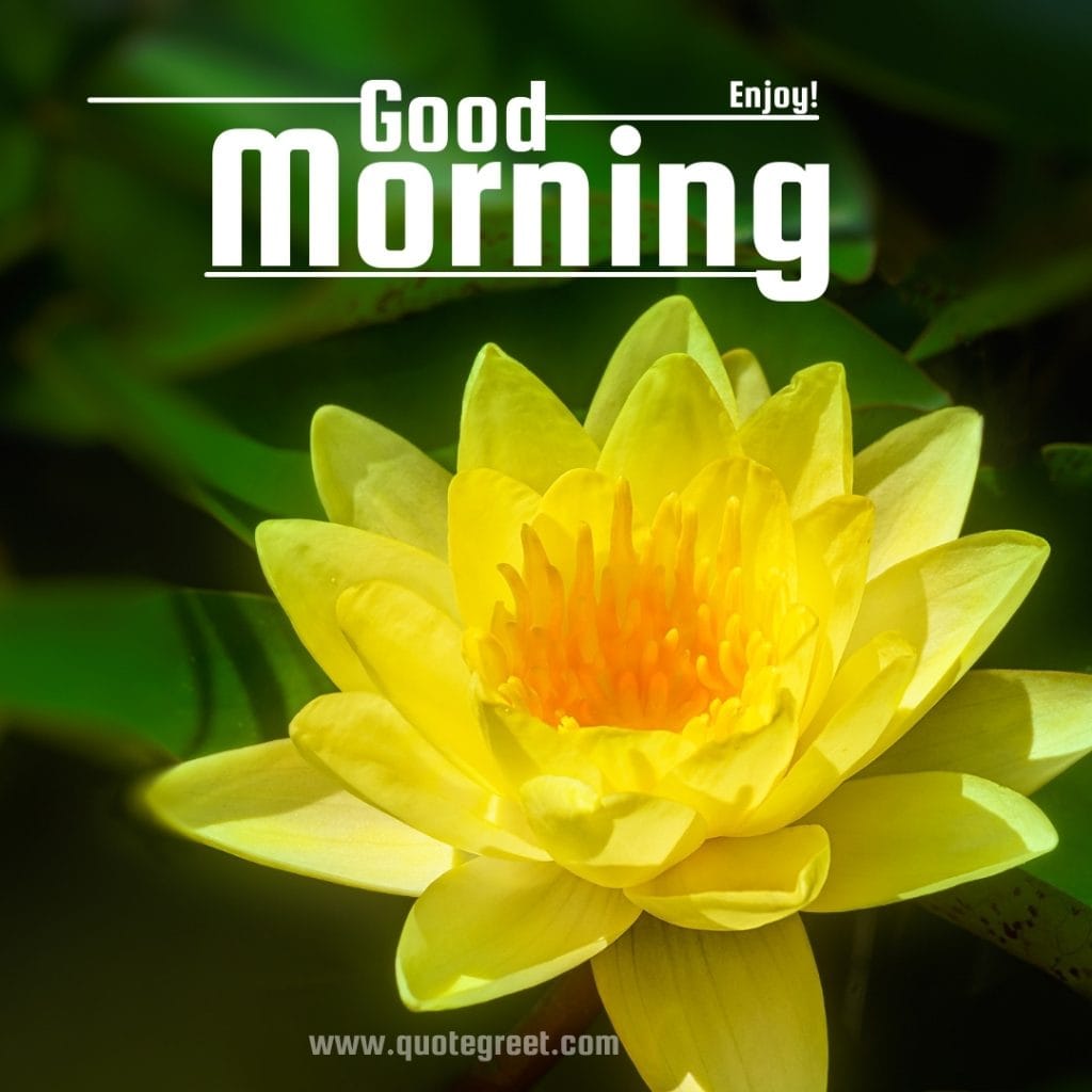 good-morning-yellow-lotus-flower-hd-images-beautiful-bloom-sweet-nature-cute-new-special-hd-pic-gud-goodmorning-image-pictures-photo