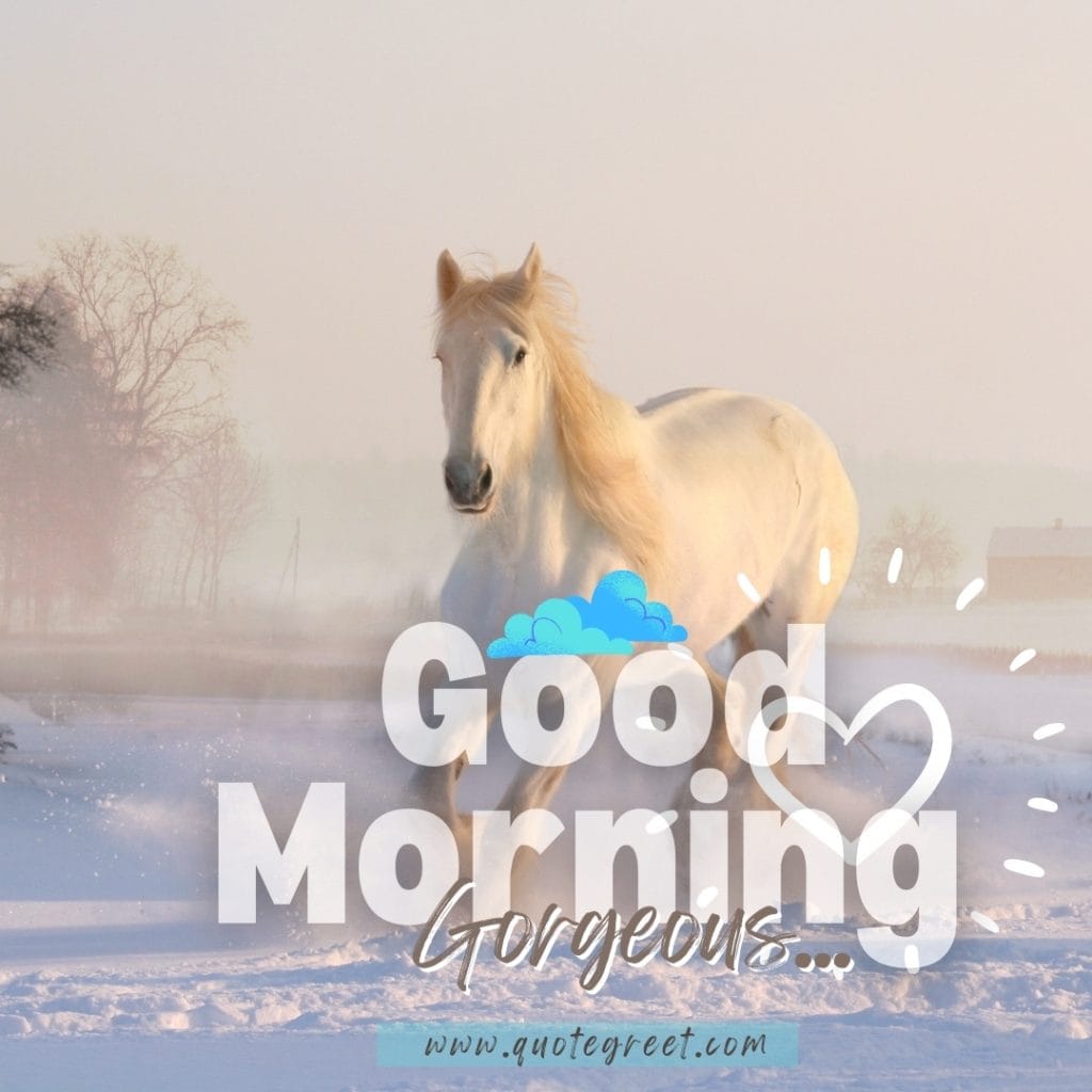 cute-white-horse-good-morning-gorgeous-snow-winter-nature-image-pic-gud-picture-photo