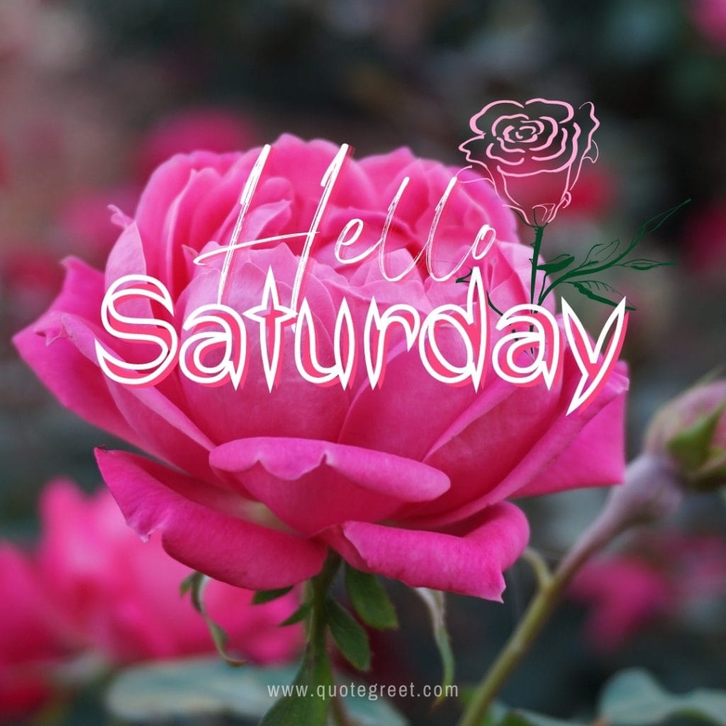 hello-saturday-images-pink-rose-fresh-natural-pic-image-picture-photo