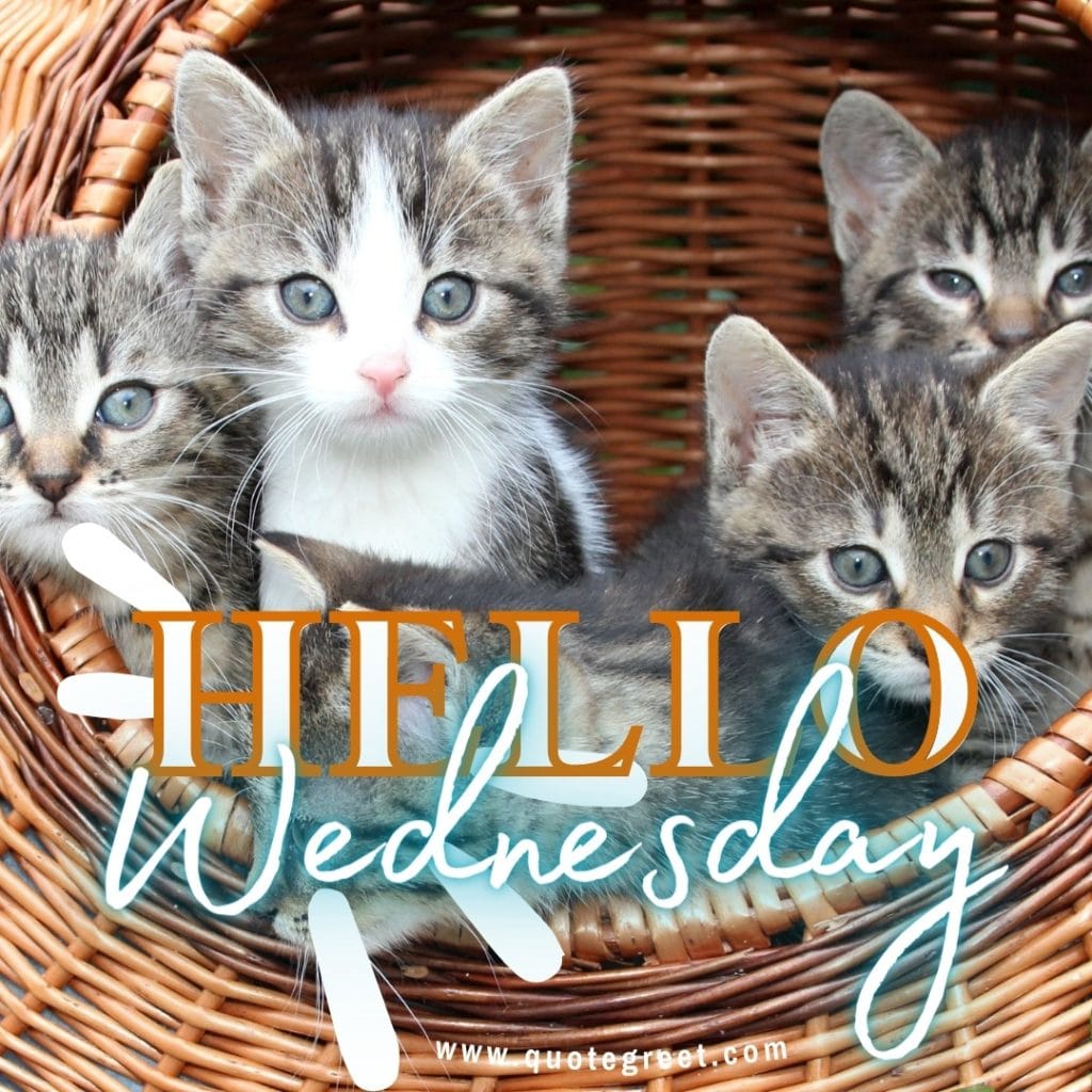 cat-hello-wednesday-images-kittens-cute-lovely-beautiful-animals-pic-picture-image-photo