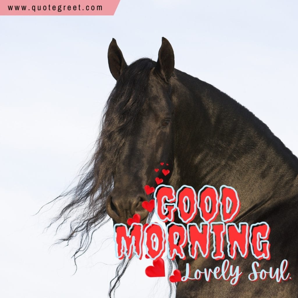 good-morning-lovely-soul=black-horse-hearts-nature-image-pic-gud-picture-photo