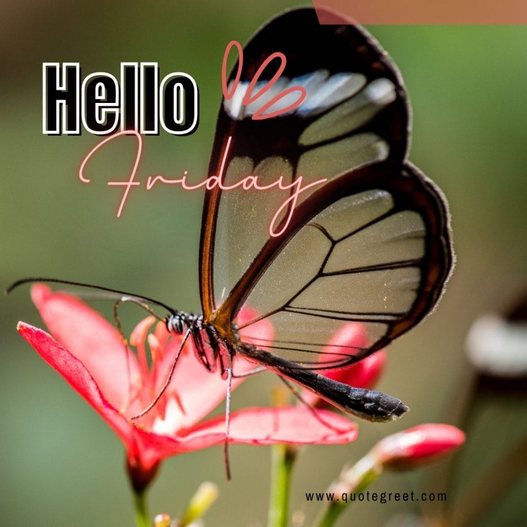 hello-friday-images-cute-butterfly-beautiful-nature-flower-pic-image-picture-photo