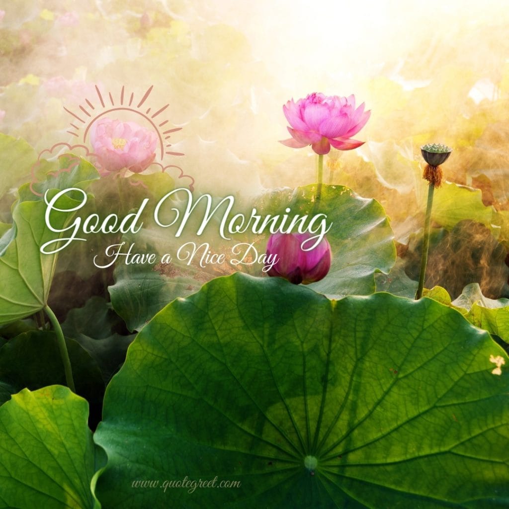 good-moring-pink-lotus-flower-images-have-a-niceday-beautiful-bloom-sweet-nature-cute-new-special-hd-pic-gud-goodmorning-image-pictures-photo