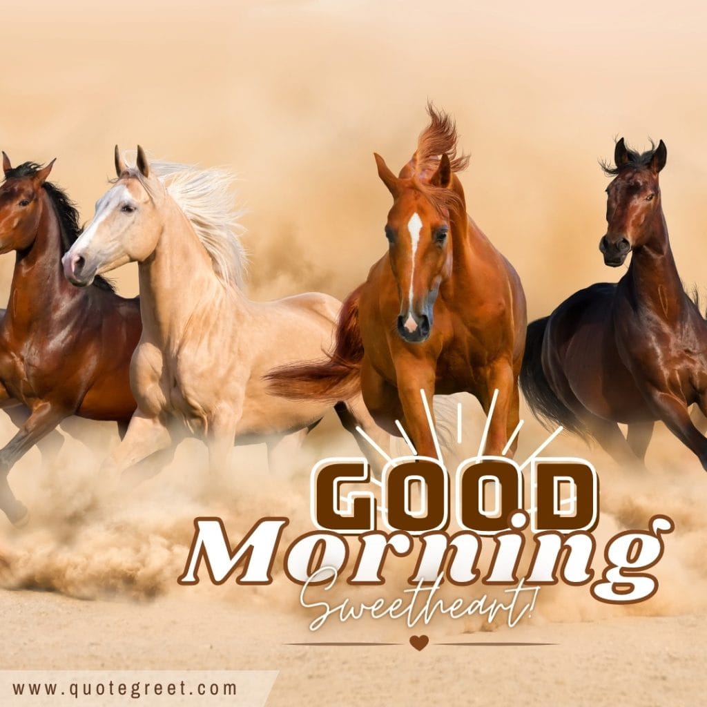 good-morning-sweetheart-beautiful-horses-images-brown-white-riding-running-nature-image-hd-pic-gud-picture-photo