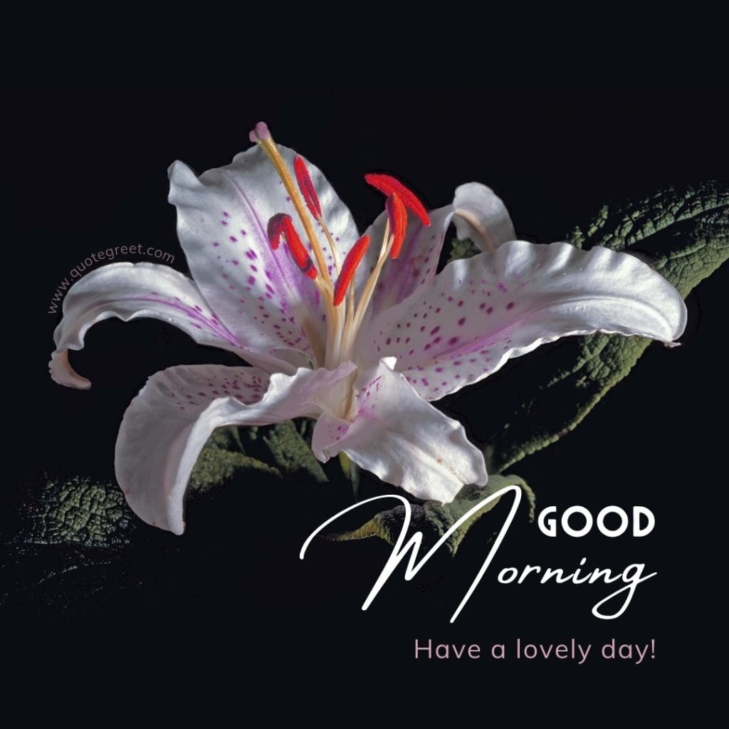 good-morning-white-stargazer-lily-have-a-lovely-day-images-flower-single-one-aesthetic-black-lilies-lillies-lilly-gud-hd-pictures-photo-image