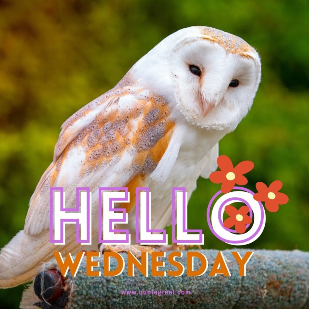 hello-wednesday-images-owl-pretty-cute-beautiful-birds-pic-picture-image-photo