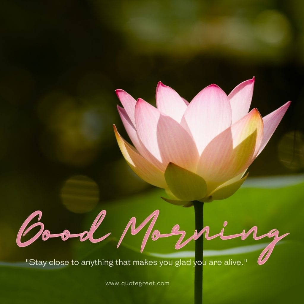 positive-good-moring-quotes-pink-lotus-flower-images-inspirational-motivational-quote-flowers-beautiful-bloom-sweet-nature-cute-new-special-hd-pic-gud-goodmorning-image-pictures-photo