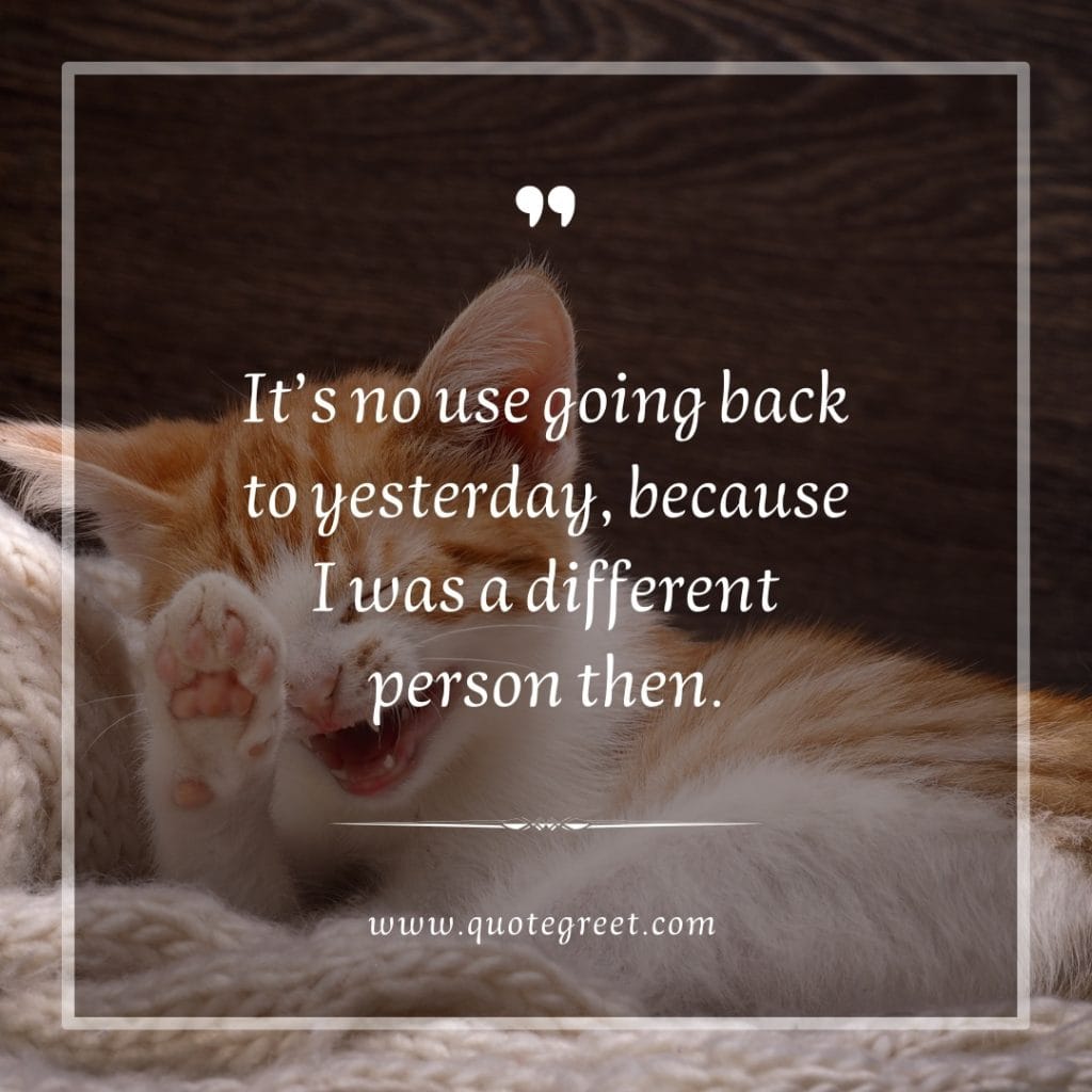 funny-quote-of-the-day-12-march-sunday-12th-today-funny-cat-humor-hilarious-quotes