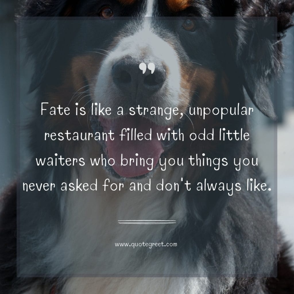 funny-quote-of-the-day-18-march-saturday-18th-today-funny-dog-humor-hilarious-quotes