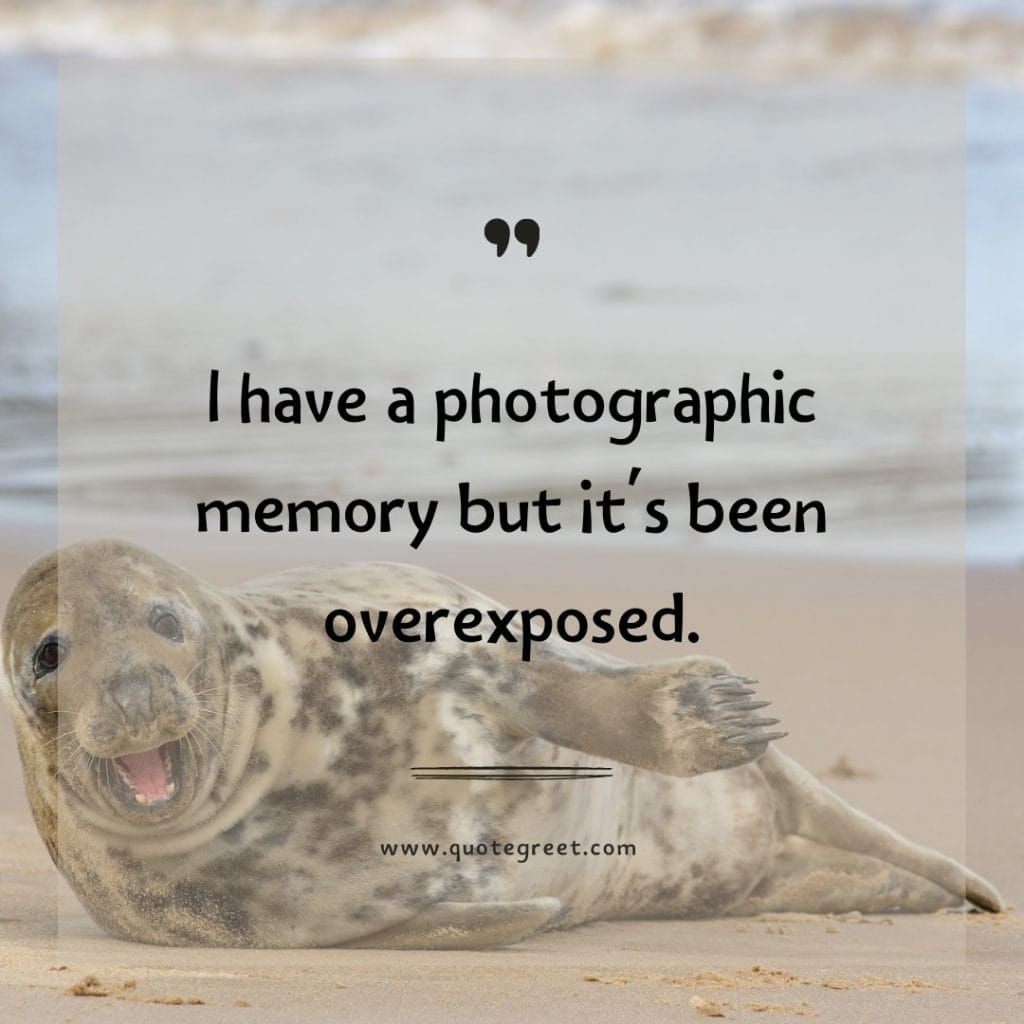 funny-quote-of-the-day-17-april-monday-17th-today-funny-animal-seal-humor-hilarious-quotes